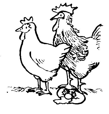 chicken, rooster